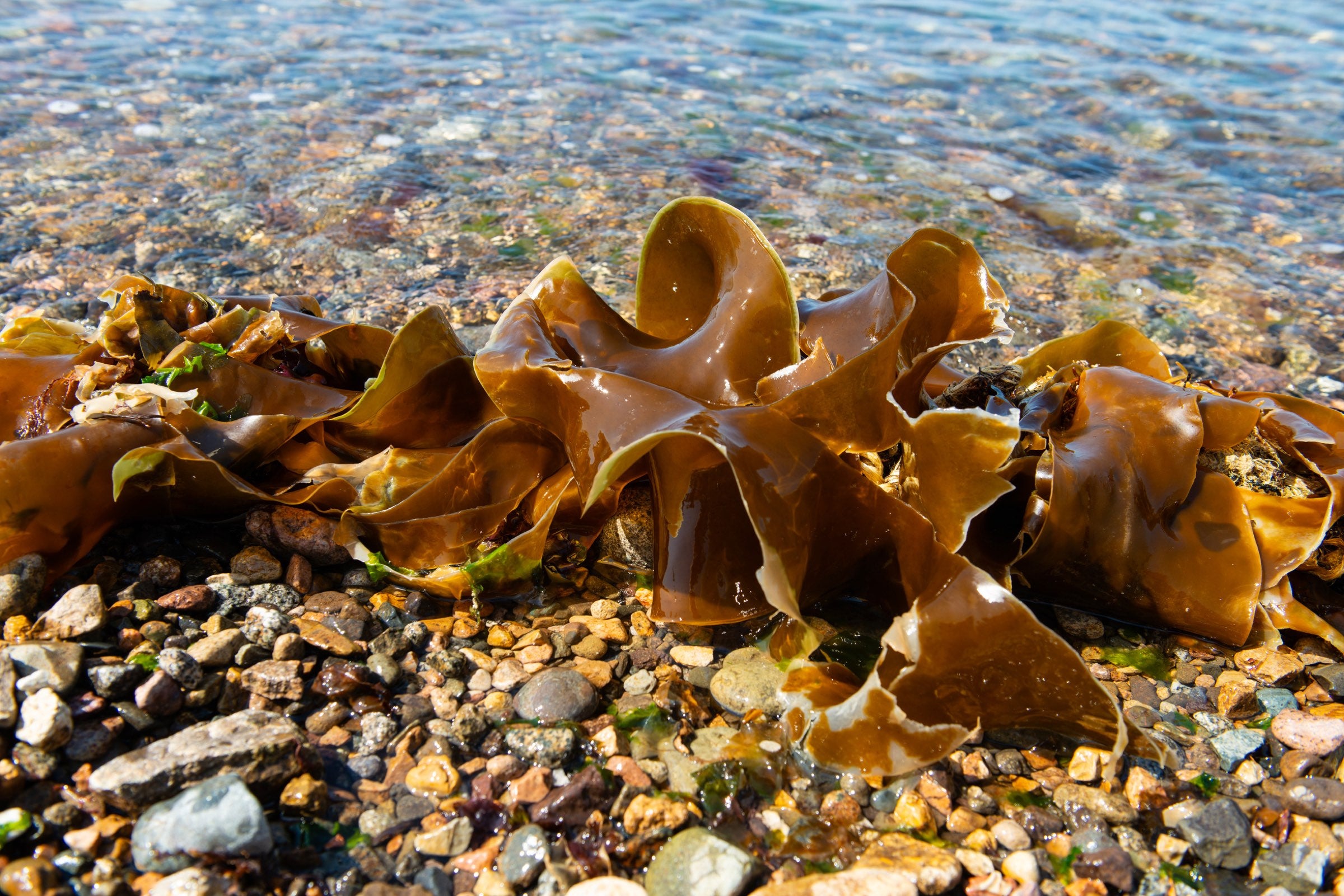 Kelp on a pebble beach in clear water