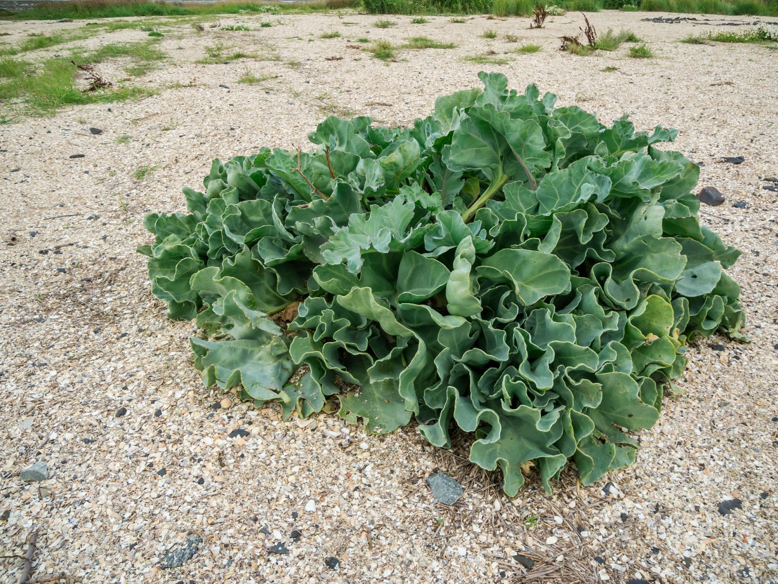 Blue Sea Kale