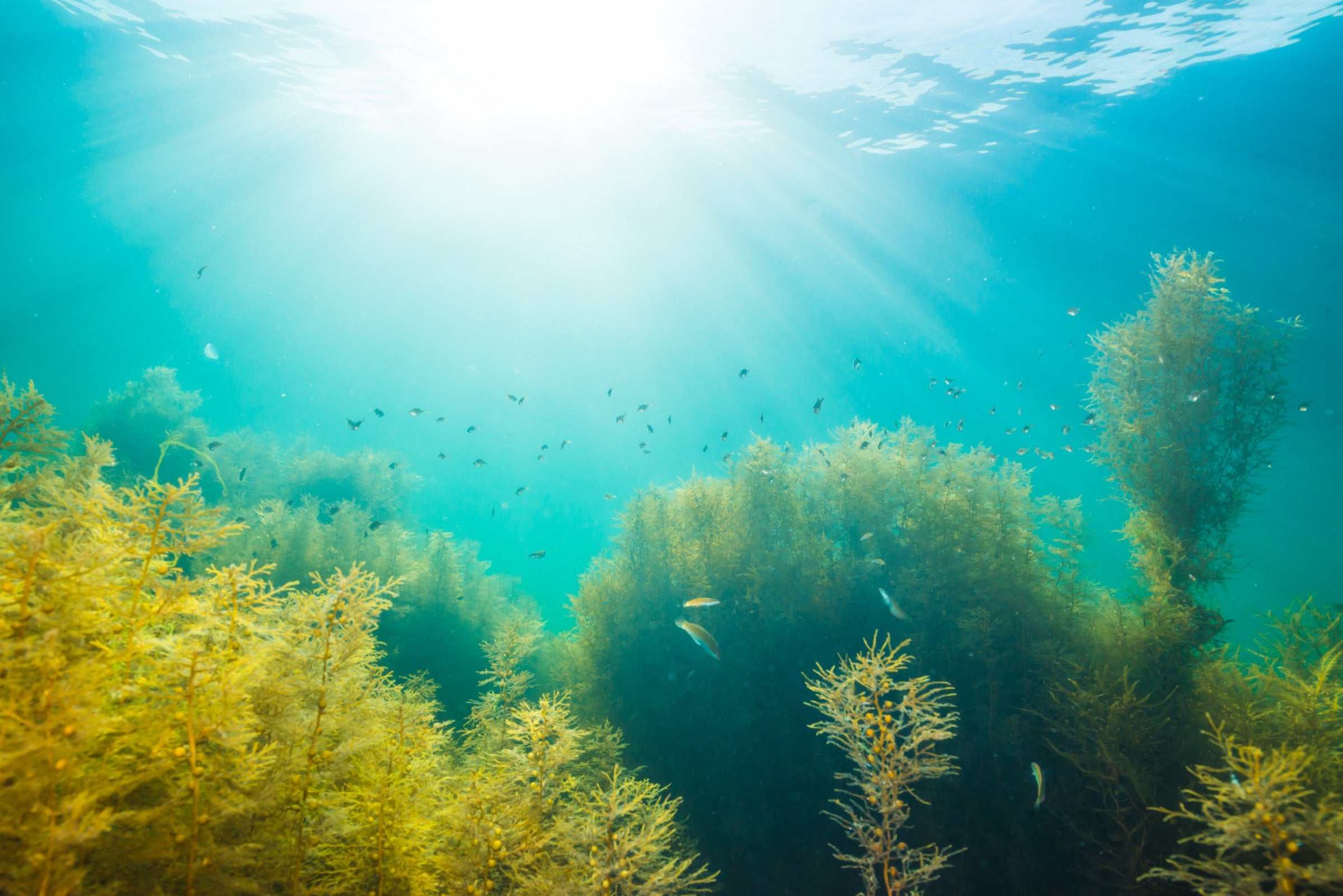 Sea Kelp