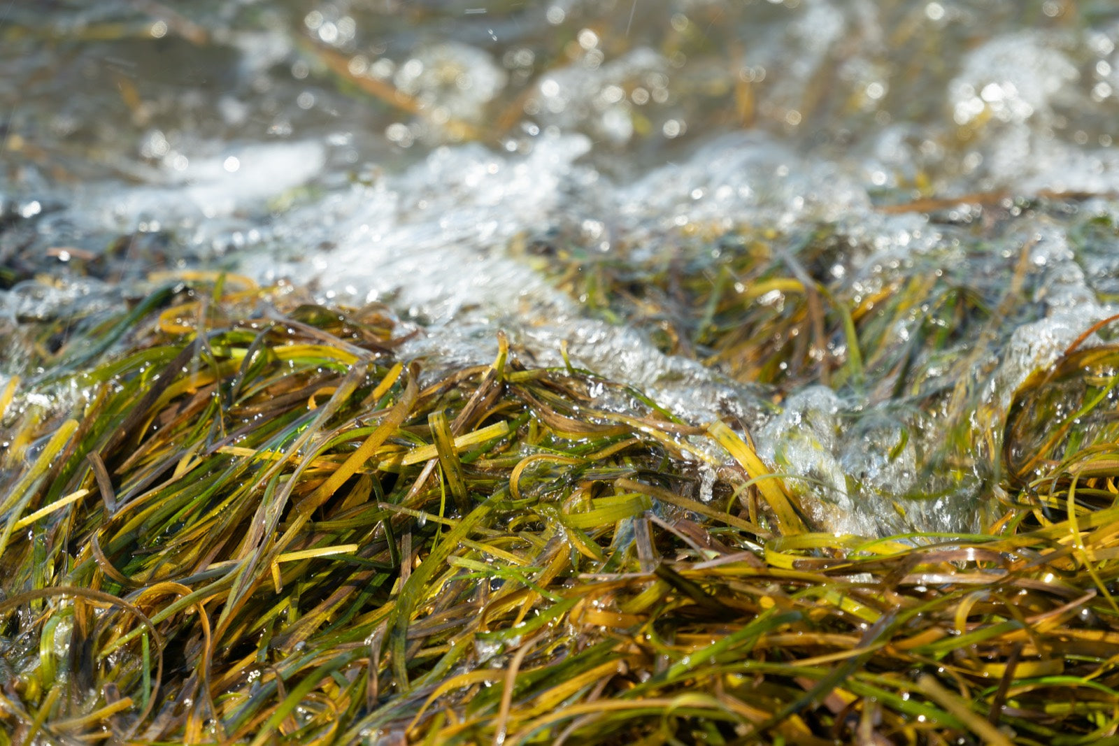 Seaweed