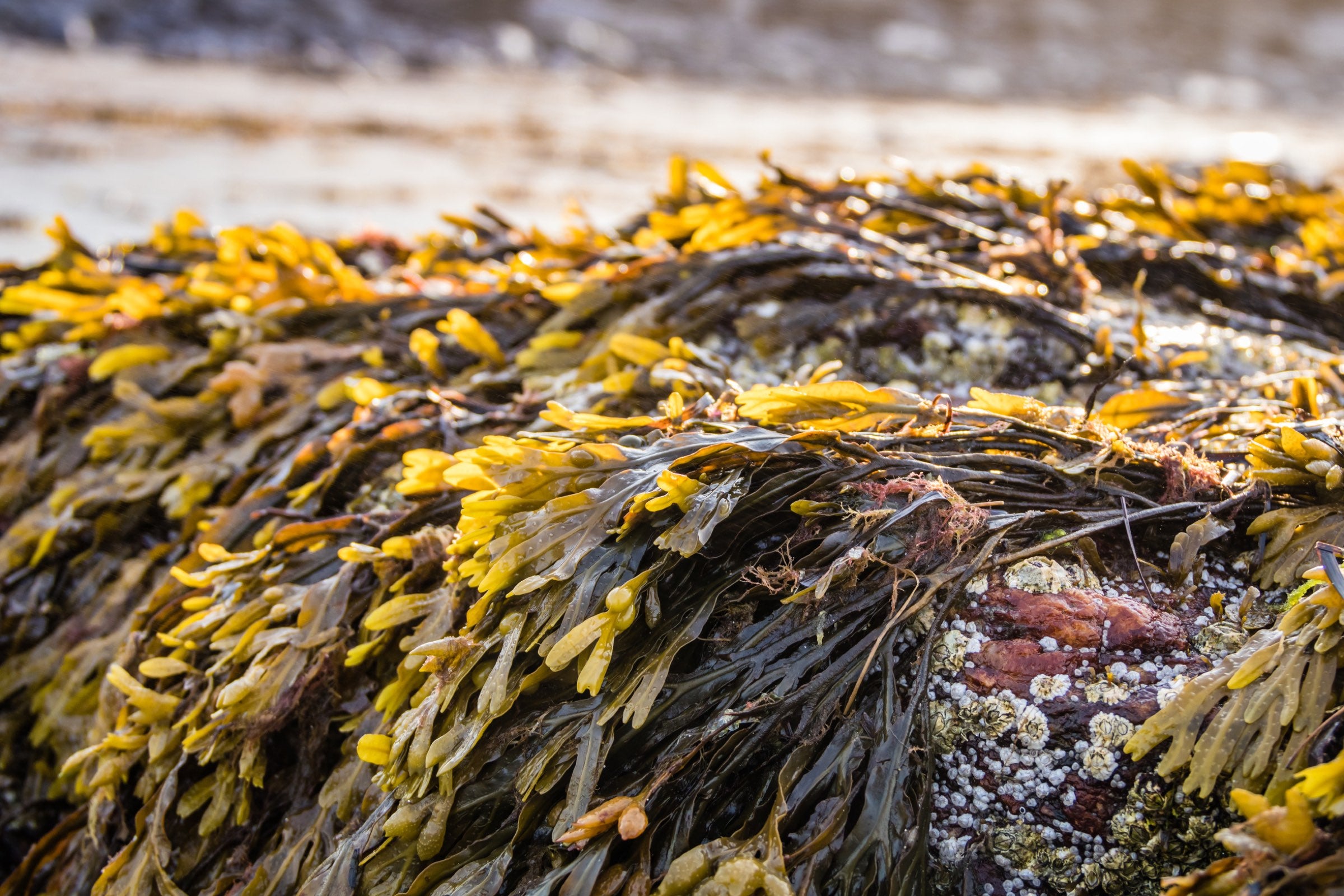 Bladderwrack seaweed on the shore at dawn