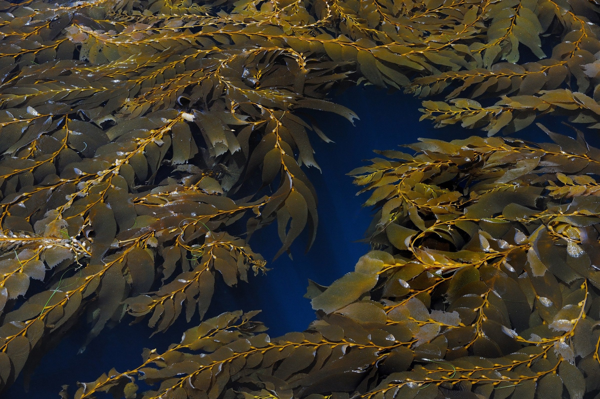 Giant kelp floating on deep blue water