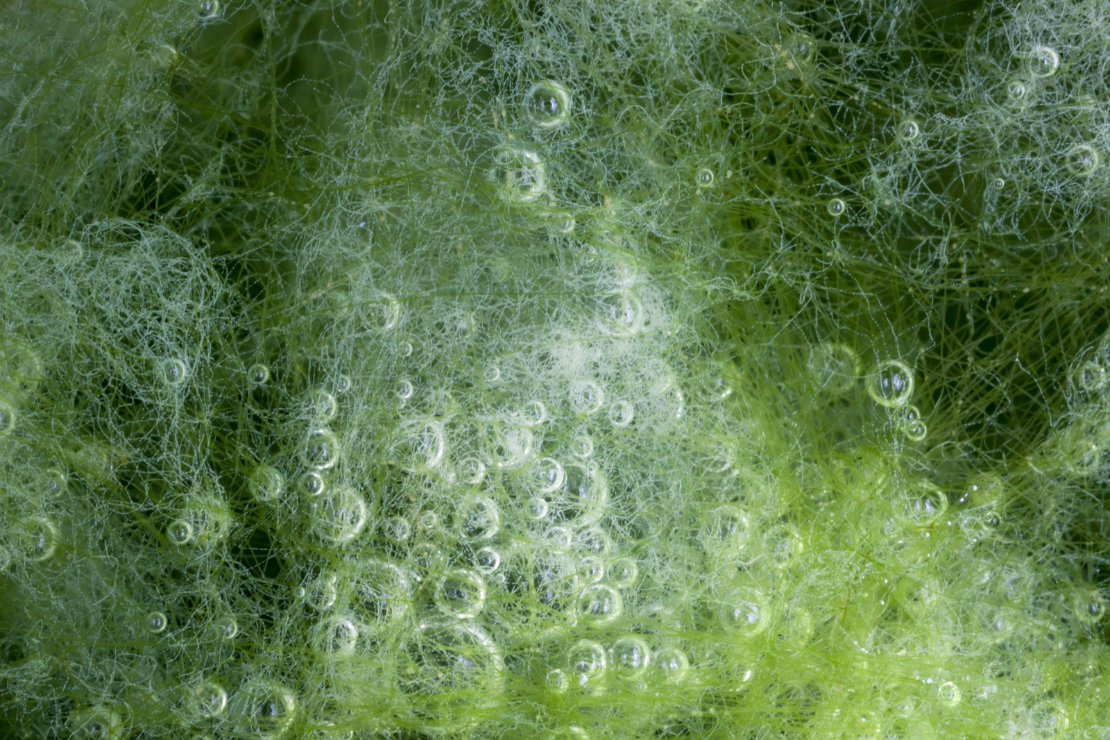 Sea Algae