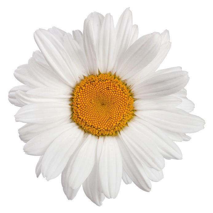 Chamomile