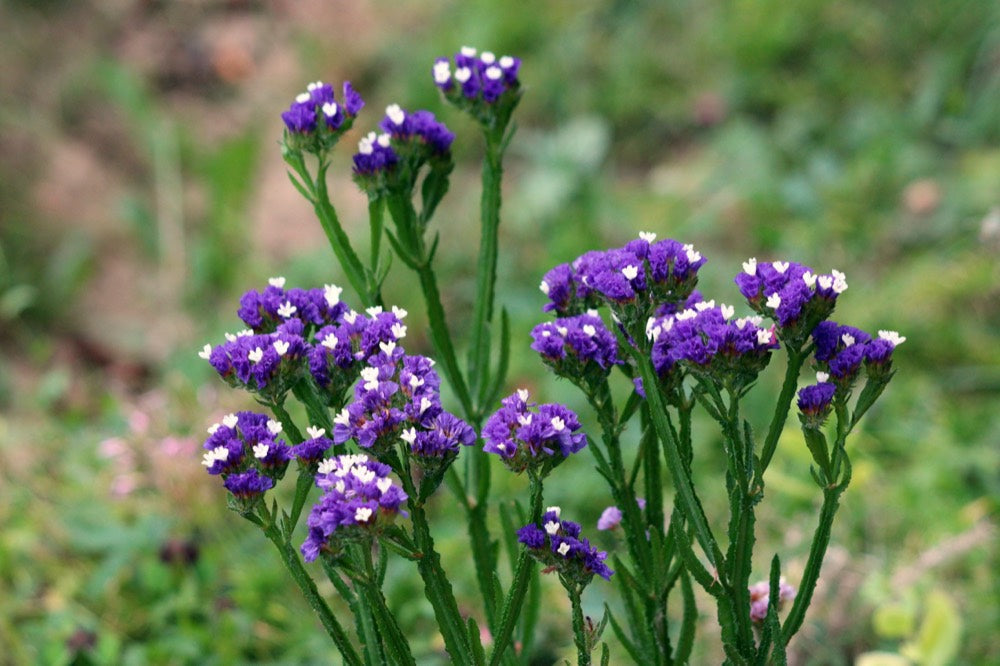 Sea Lavender